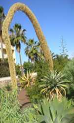 Tajinaste Teneriffa