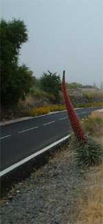 Teide Tajinaste